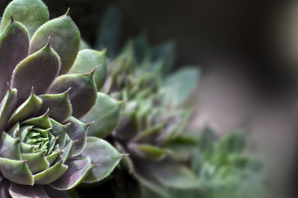 Pflanzen im Garten